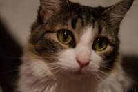 /album/fotografo/gato-jpg/